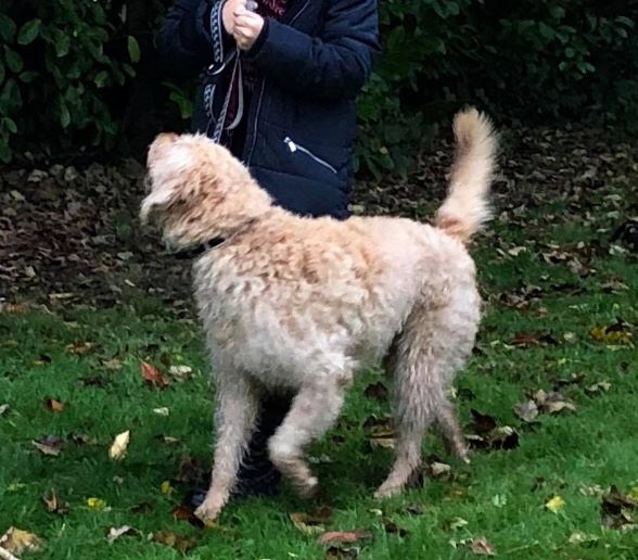 Large golden dog with curly hair being walked on a short lead, looking up at its handler