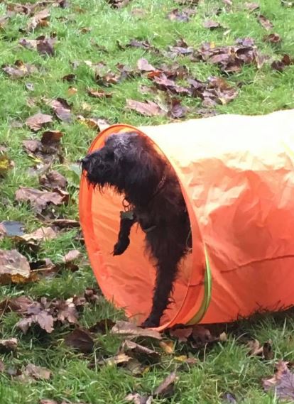 Small dog with curly hair exiting a colourful play tunnel, with one paw raised
